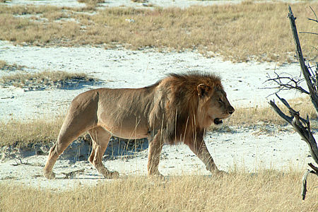 Endangered Lion